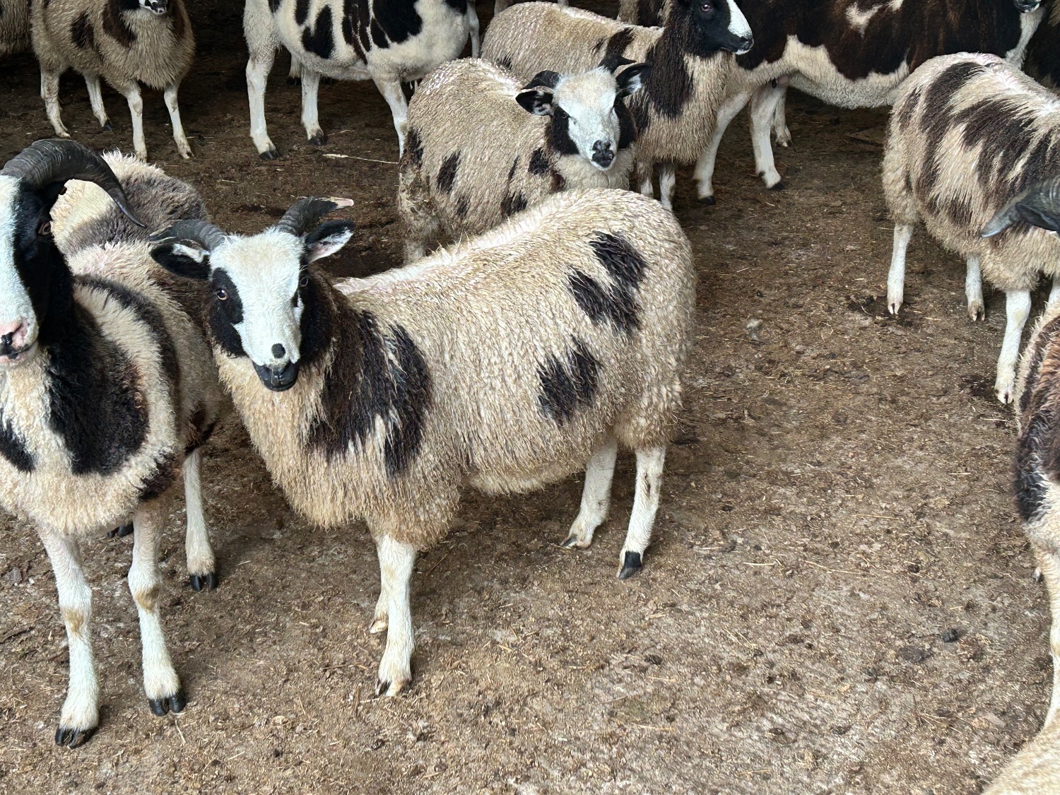 Pedigree Jacob Ewe Lambs. 5months old. Heptavac vaccinated.