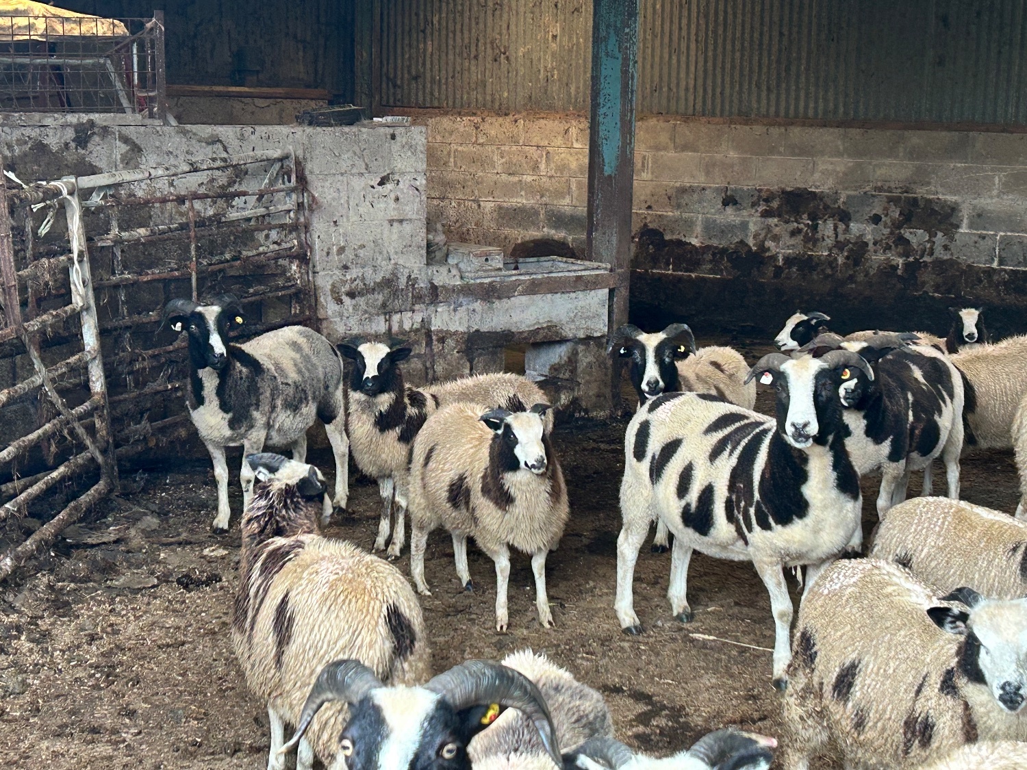  Pedigree Jacob Ewe Lambs. 5months old. Heptavac vaccinated.