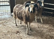 Pedigree Jacob Ram Lamb .8 months old. Heptavac vaccinated.