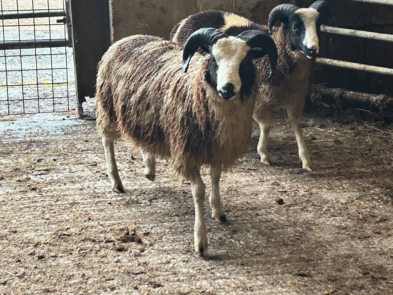 Pedigree Jacob Ram Lamb .8 months old. Heptavac vaccinated.