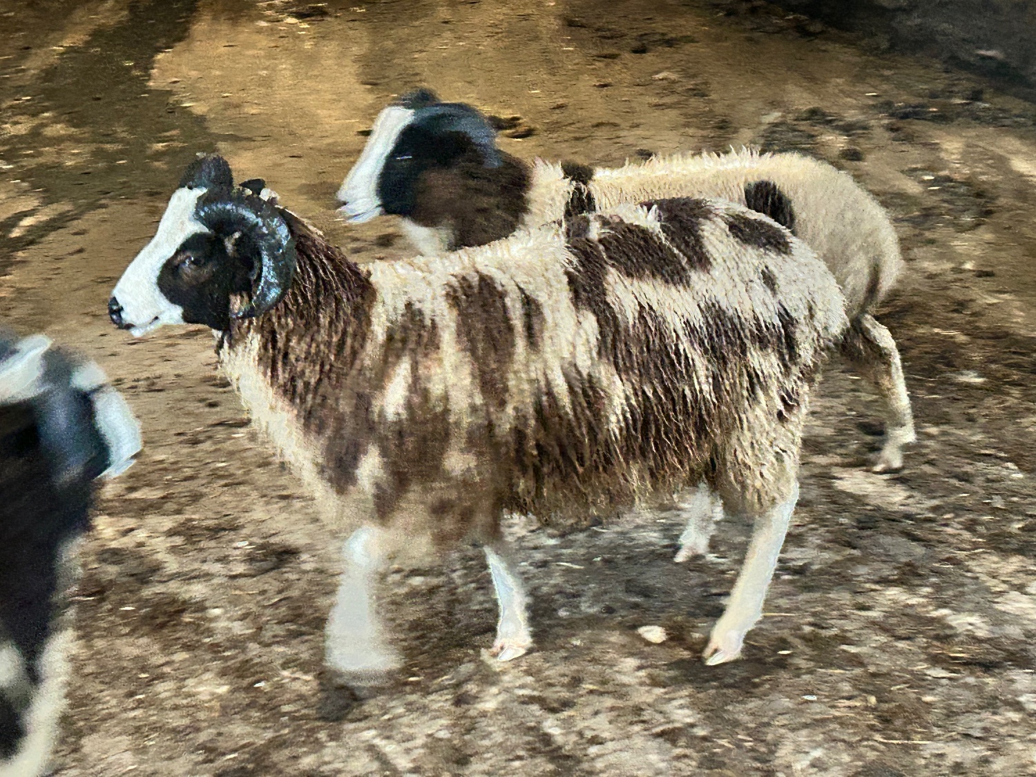 Pedigree Jacob Ram Lamb .8 months old. Heptavac vaccinated.