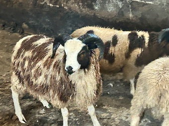 Pedigree Jacob Ram Lamb .8 months old. Heptavac vaccinated.