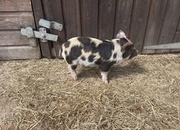 Kune kunes piglets for sale 