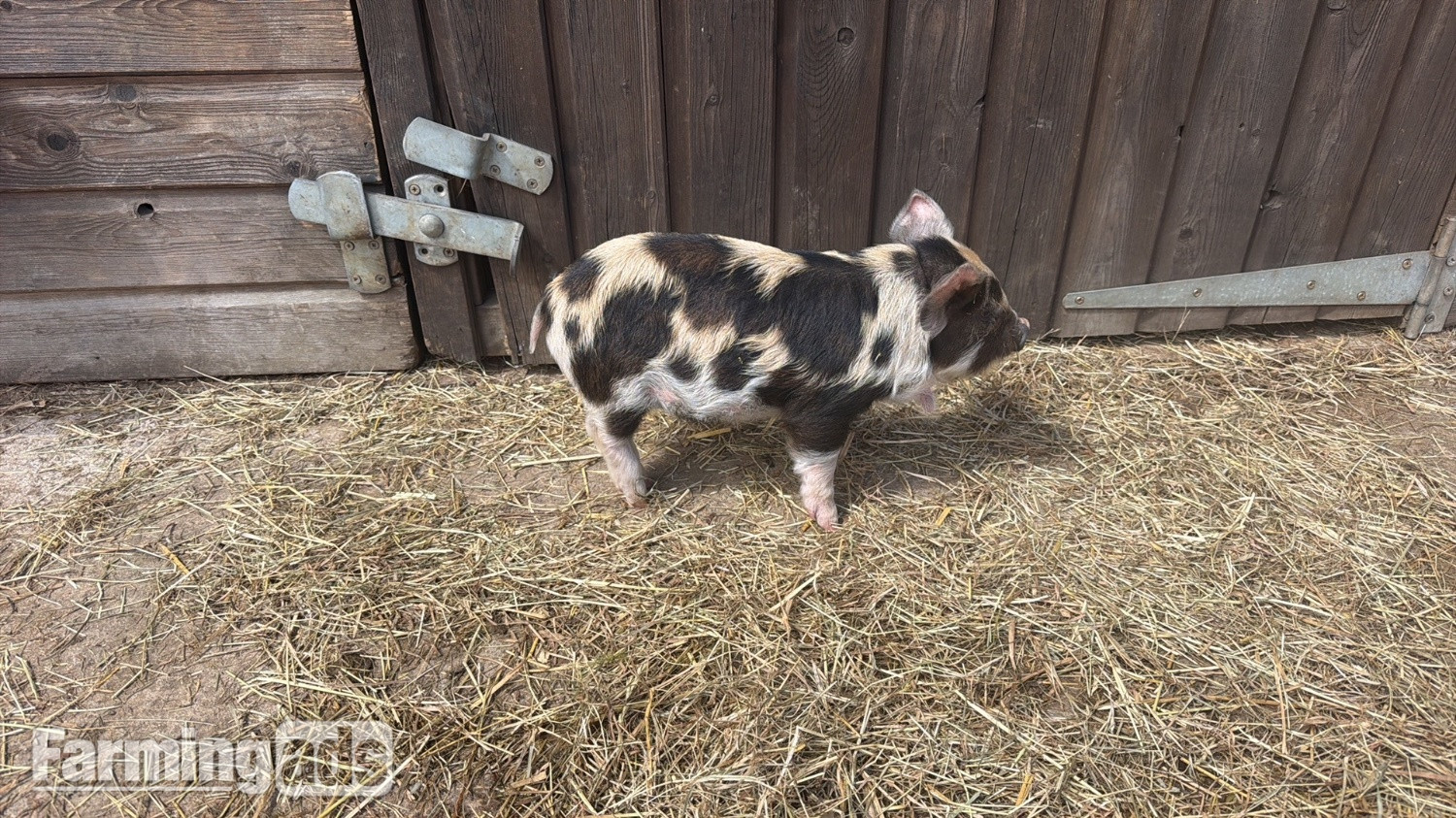 Kune kunes piglets for sale 