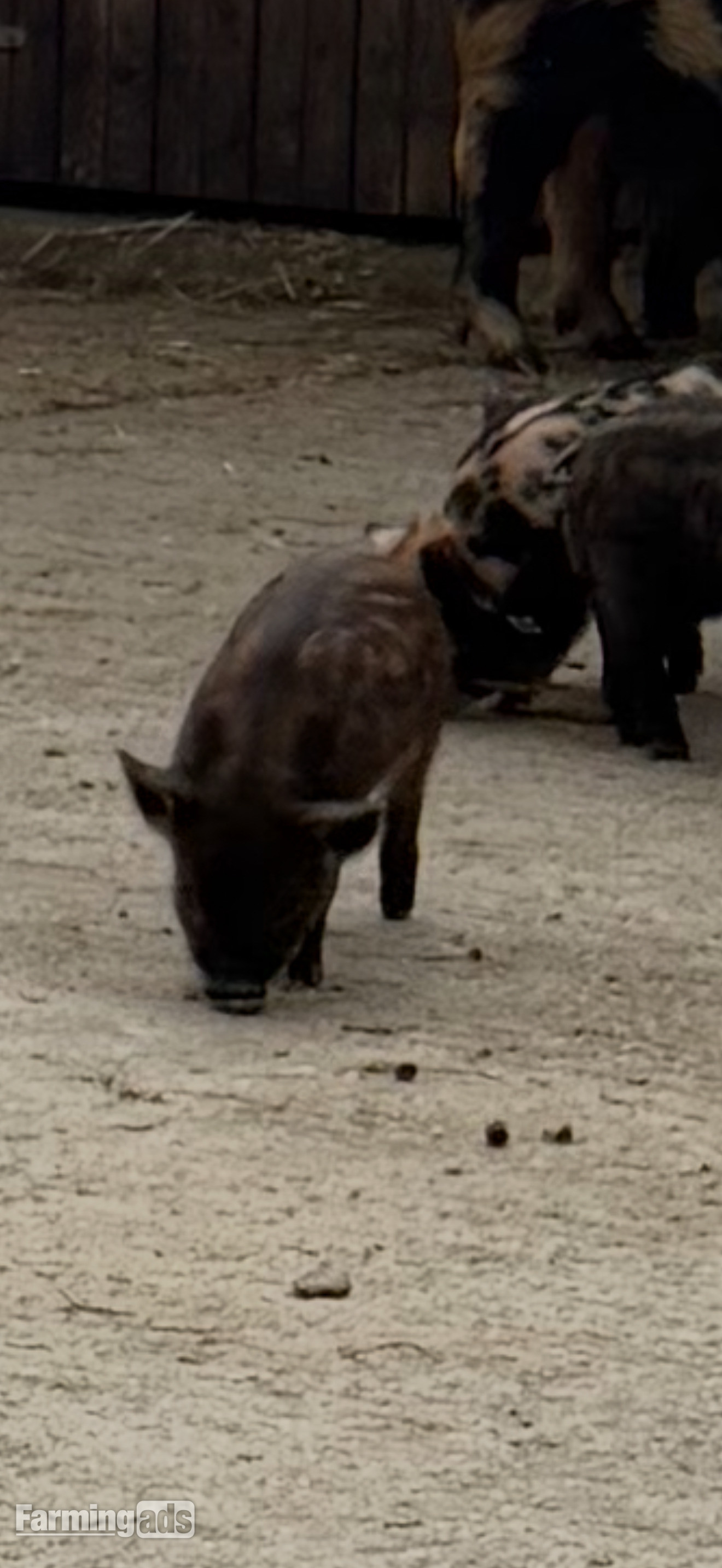  Kune kunes piglets for sale 