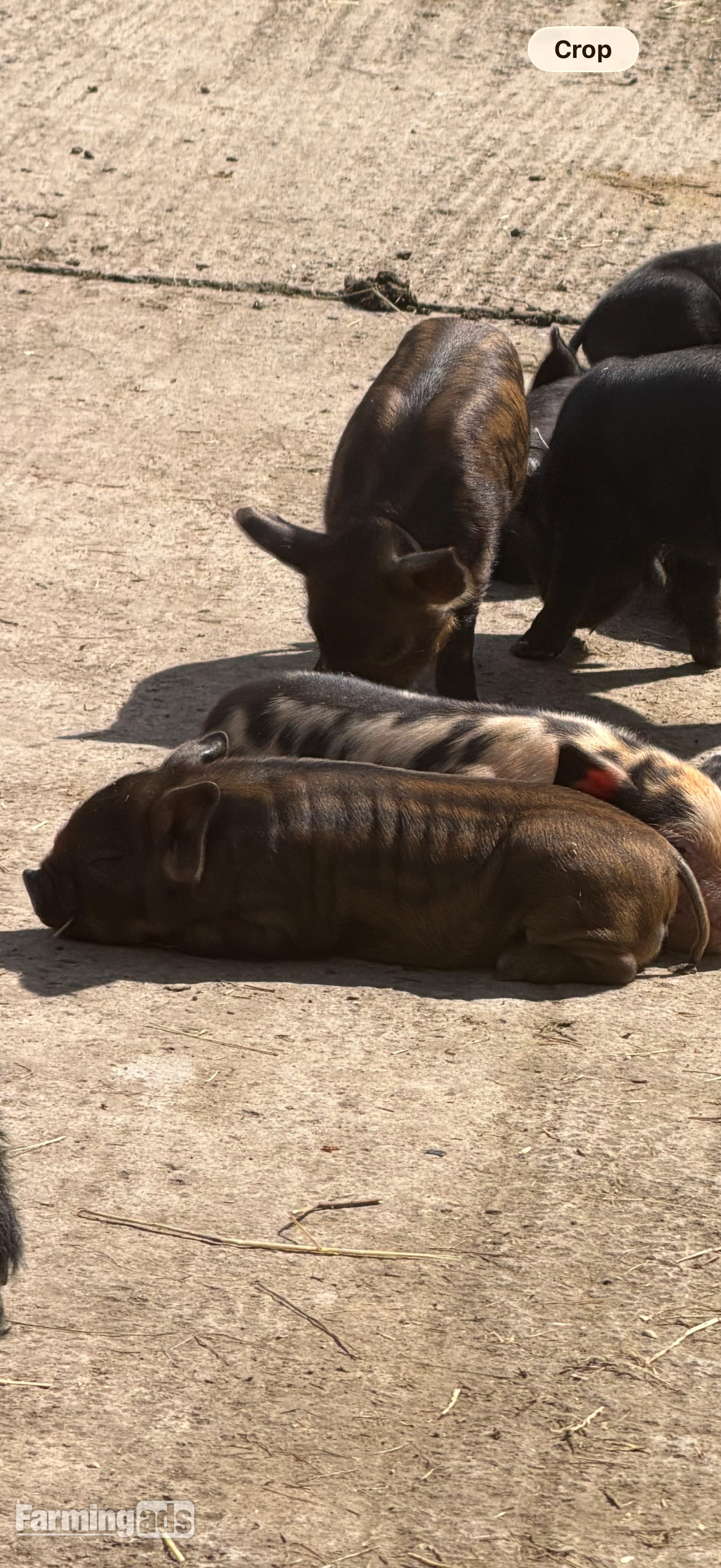 Kune kunes piglets for sale  - {CATEGORY}