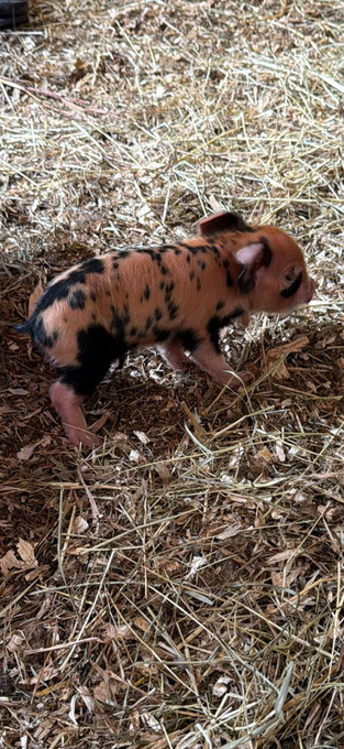 Kune kunes piglets for sale 
