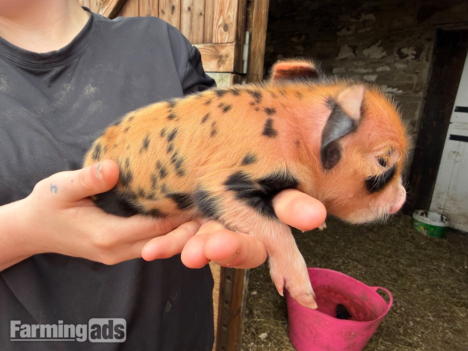 Kune kunes piglets for sale  - {CATEGORY}