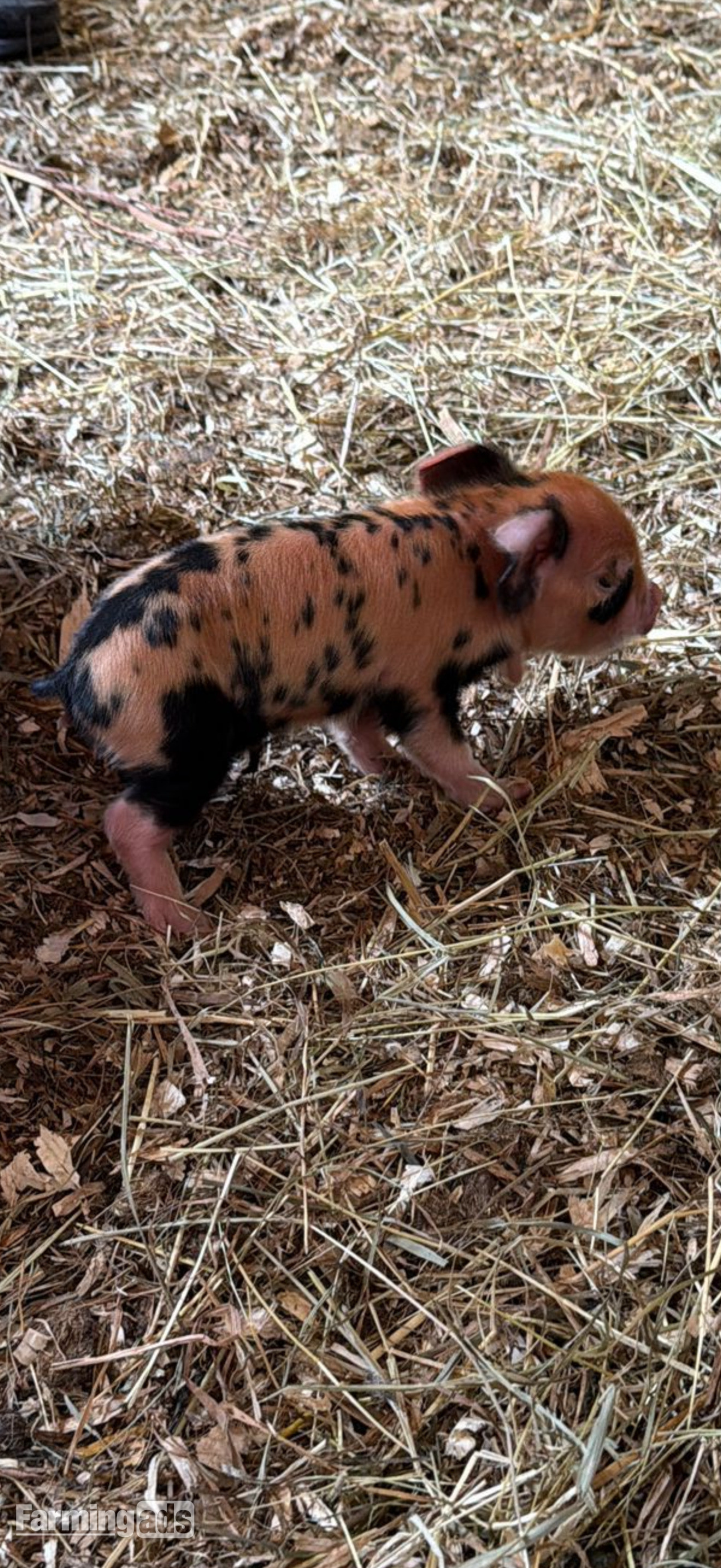 Kune kunes piglets for sale  