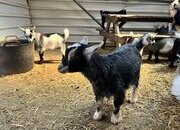Pygmy Goats De-horned