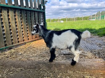 Pygmy Goats De-horned