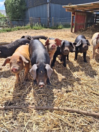 Tamworth x Large Black weaners