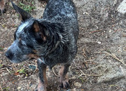 Male Australian Cattle Dog