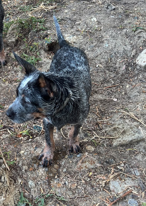 Male Australian Cattle Dog