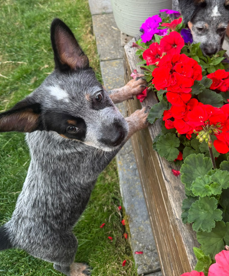 Male Australian Cattle Dog