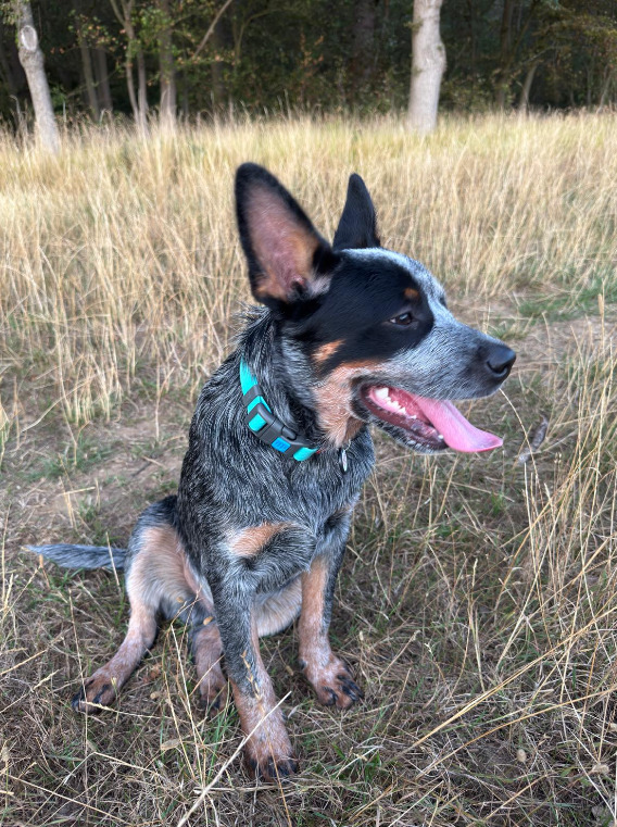  Male Australian Cattle Dog