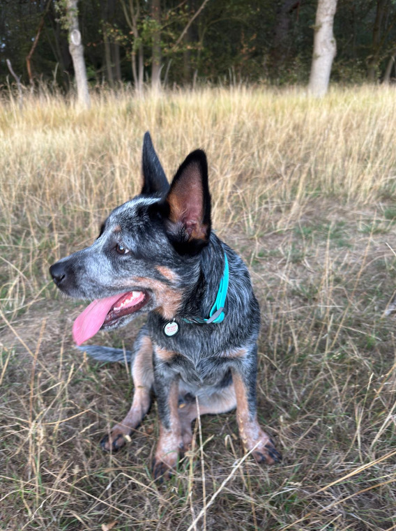 Male Australian Cattle Dog - {CATEGORY}