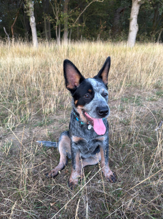 Male Australian Cattle Dog - {CATEGORY}