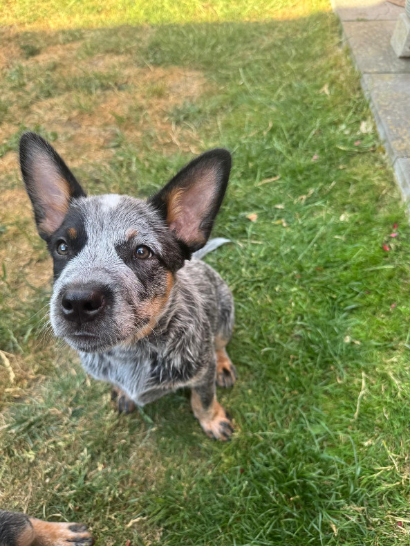 Male Australian Cattle Dog 