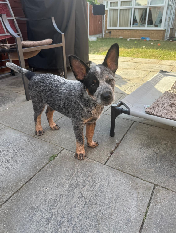 {CATEGORY} - Male Australian Cattle Dog