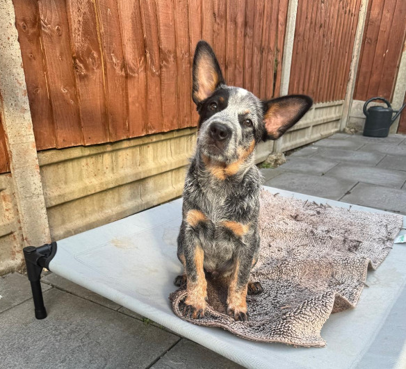 {CATEGORY} - Male Australian Cattle Dog