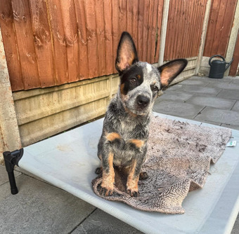 Male Australian Cattle Dog
