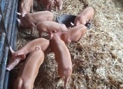 Birth notified Tamworth weaners .