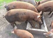 Tamworth breeding/growing on boar and gilts