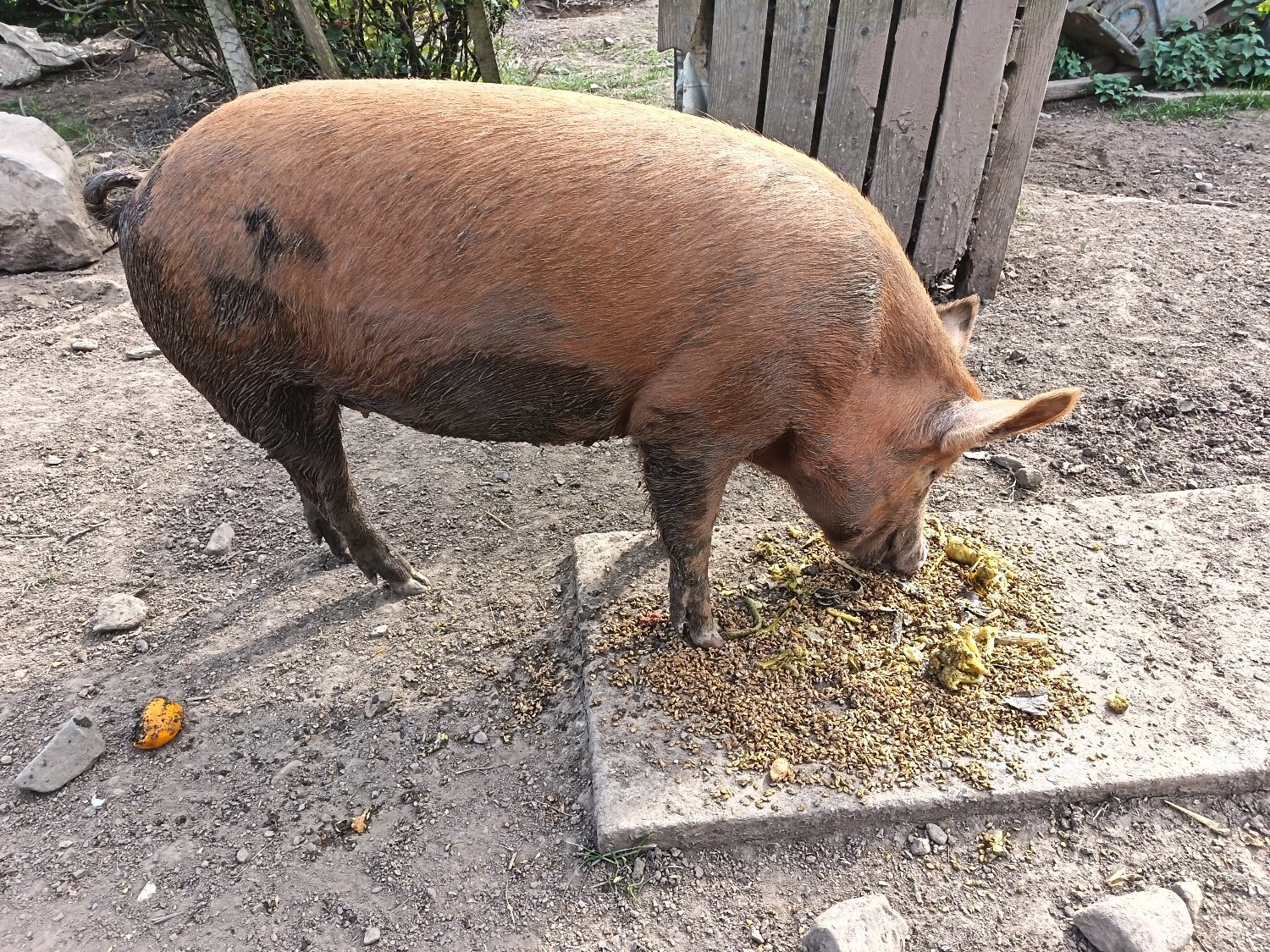 Tamworth breeding/growing on boar and gilts