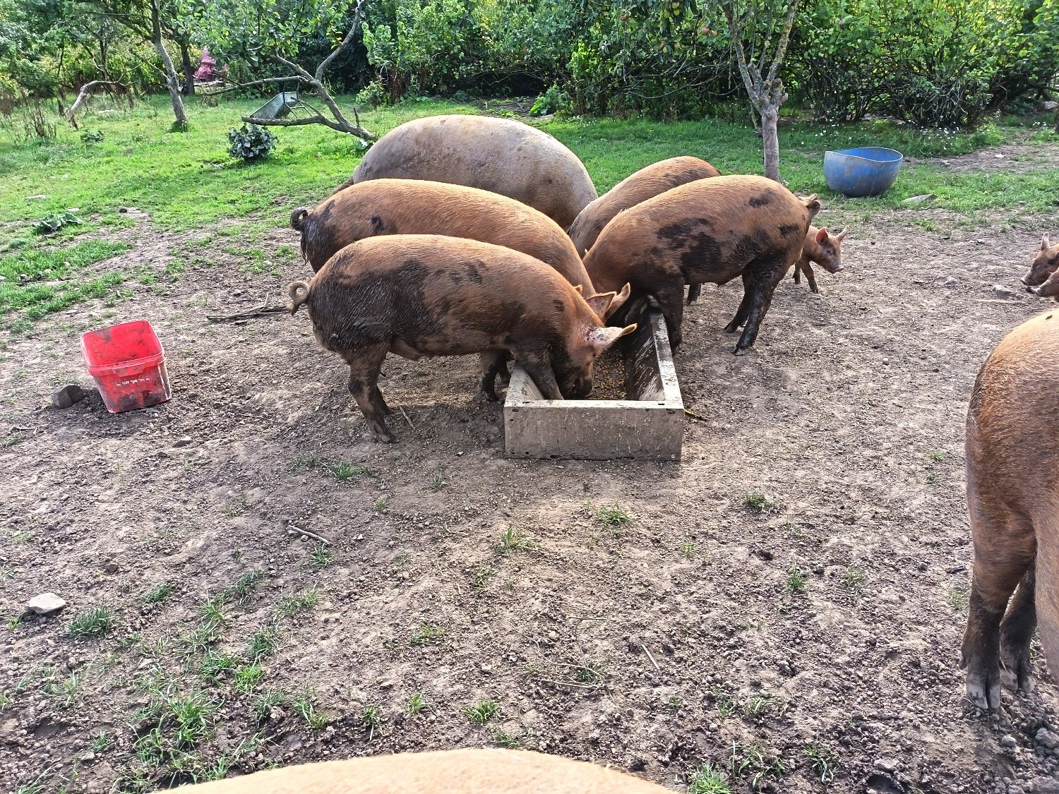  Tamworth breeding/growing on boar and gilts