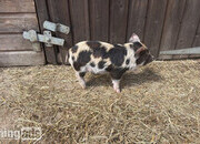 Kune kunes piglets for sale 