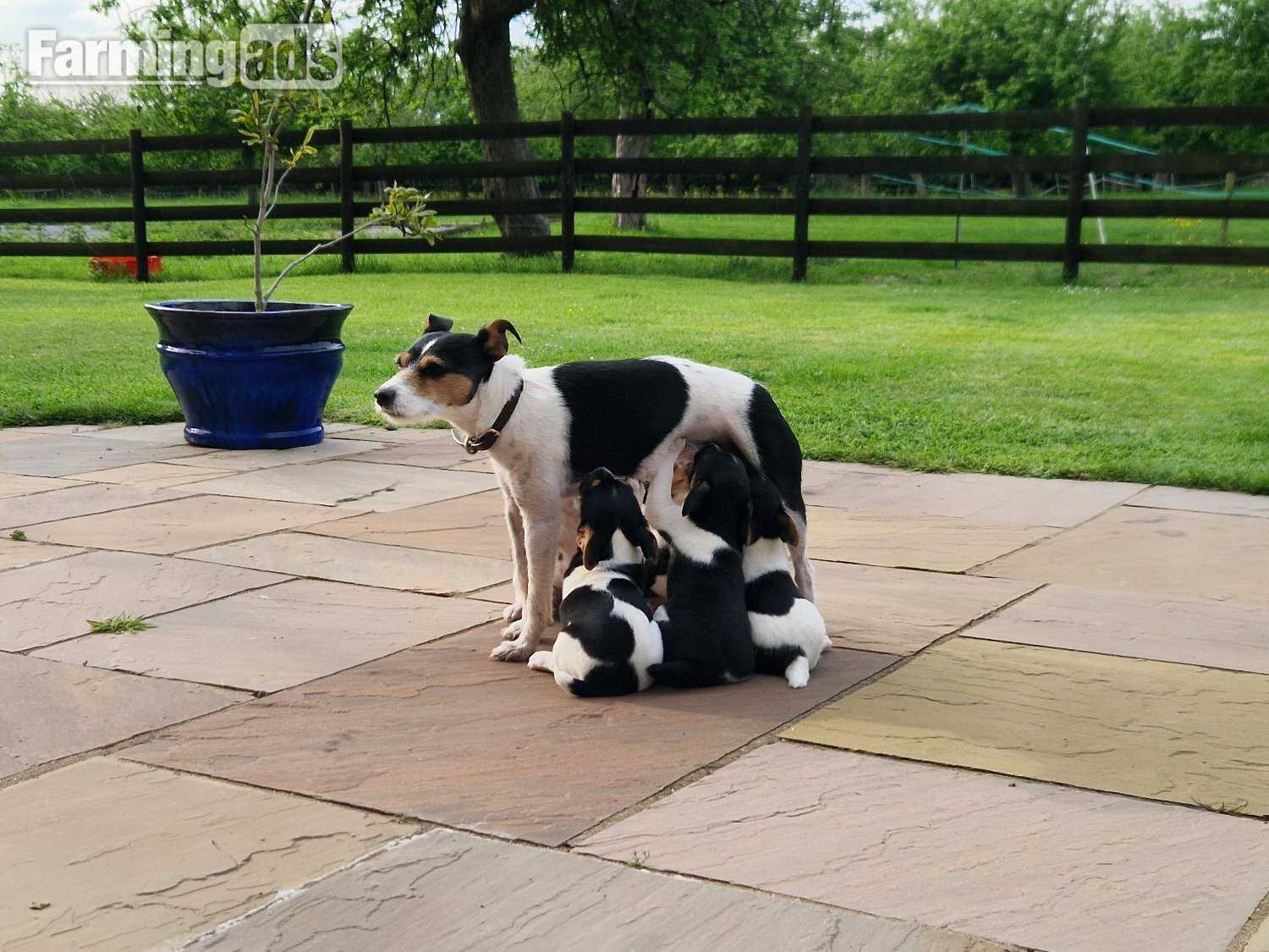 Jack Russell terriers 