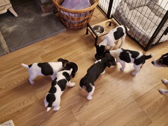 Jack Russell terriers 