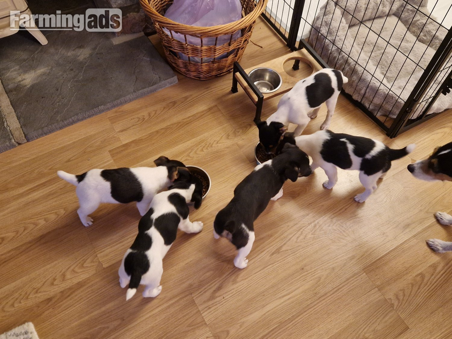 Jack Russell terriers 