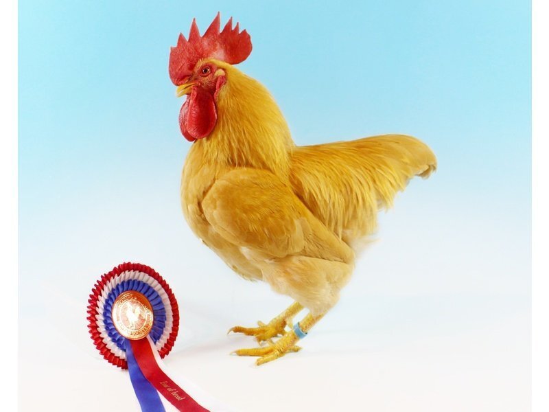  Bantams for sale