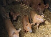Oxford Sandy & Black x Mangalitsa & Tamworth x Mangalitsa Weaners