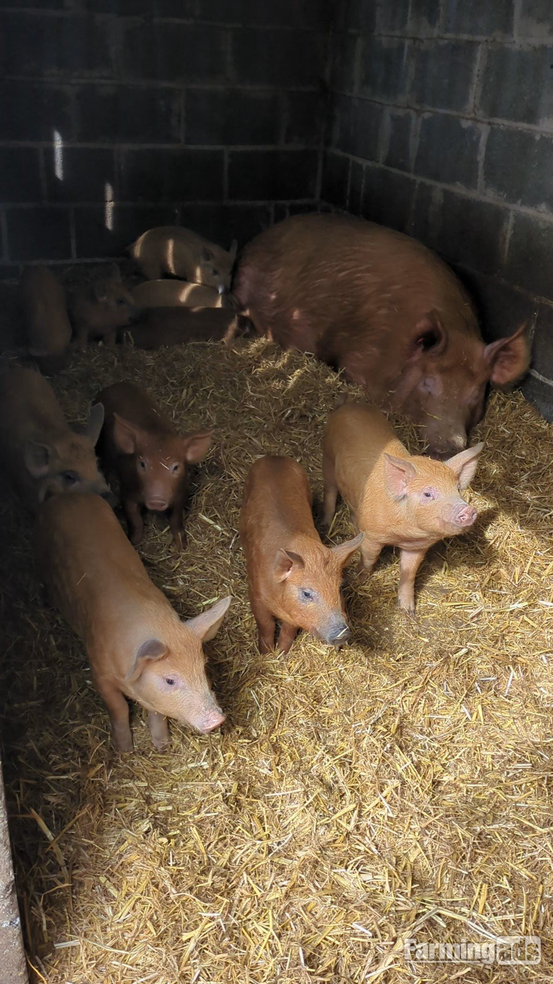 Oxford Sandy & Black x Mangalitsa & Tamworth x Mangalitsa Weaners