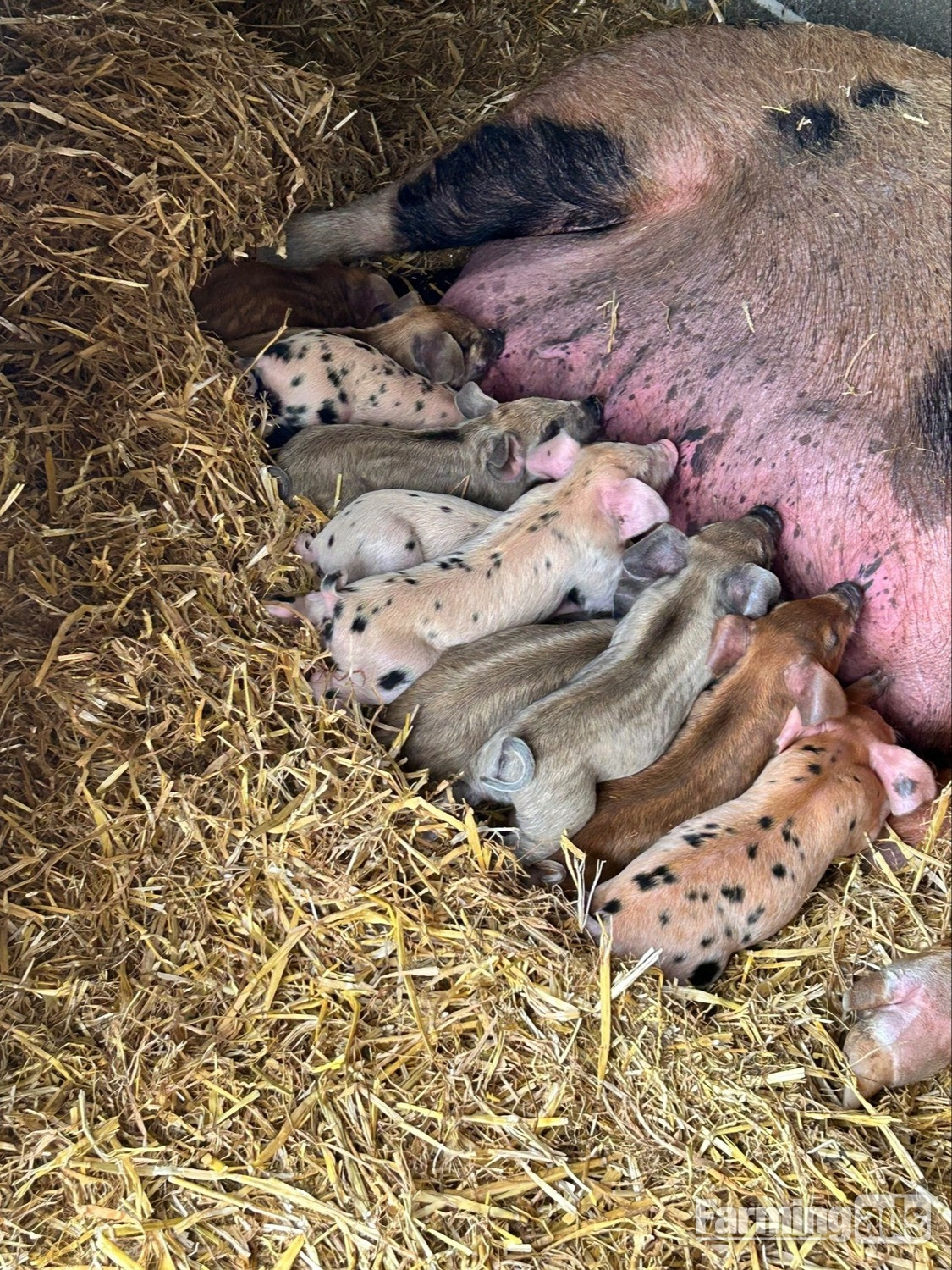 Oxford Sandy & Black x Mangalitsa & Tamworth x Mangalitsa Weaners