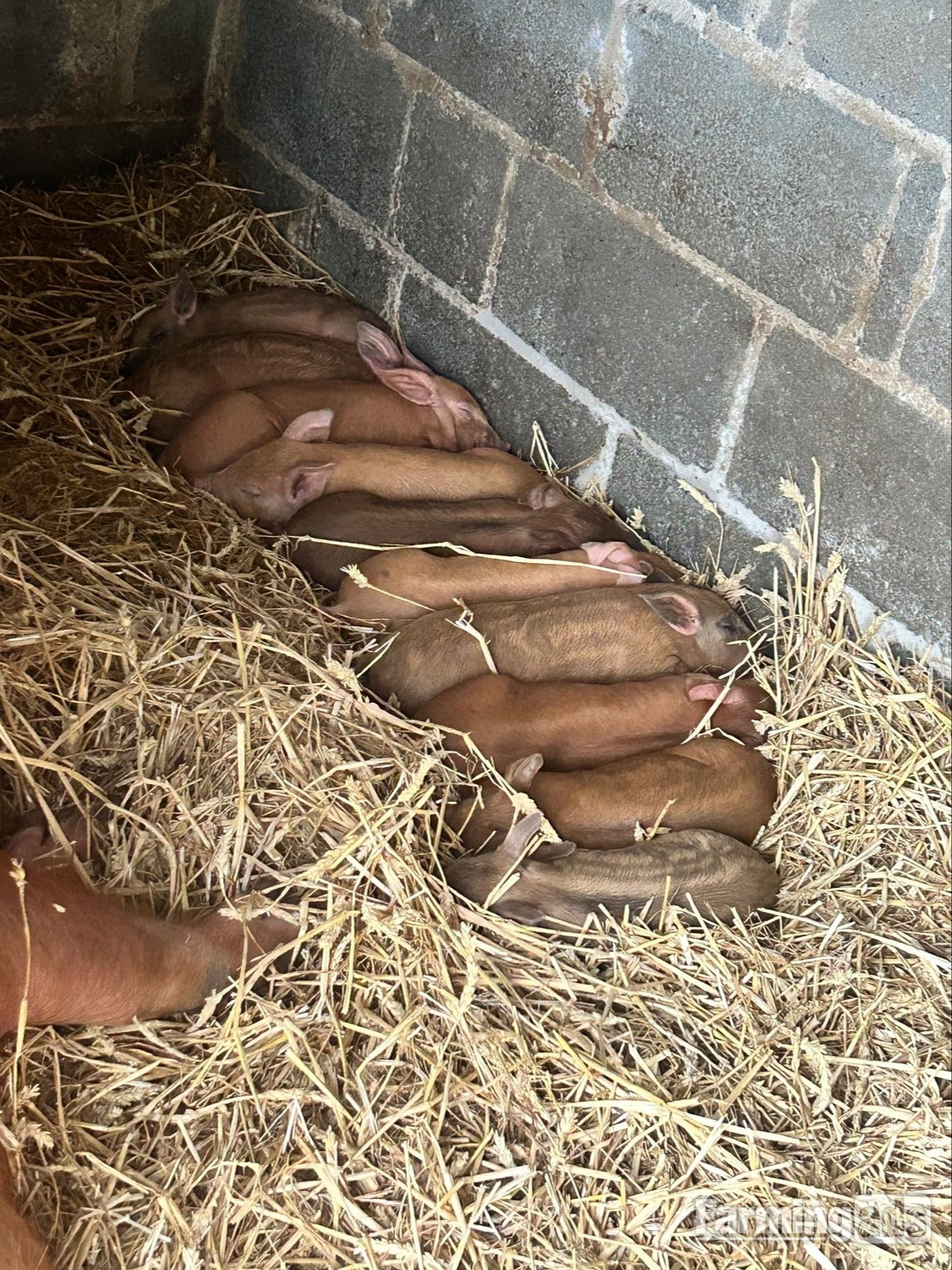  Oxford Sandy & Black x Mangalitsa & Tamworth x Mangalitsa Weaners