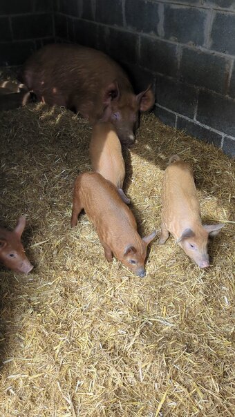 Oxford Sandy & Black x Mangalitsa & Tamworth x Mangalitsa Weaners