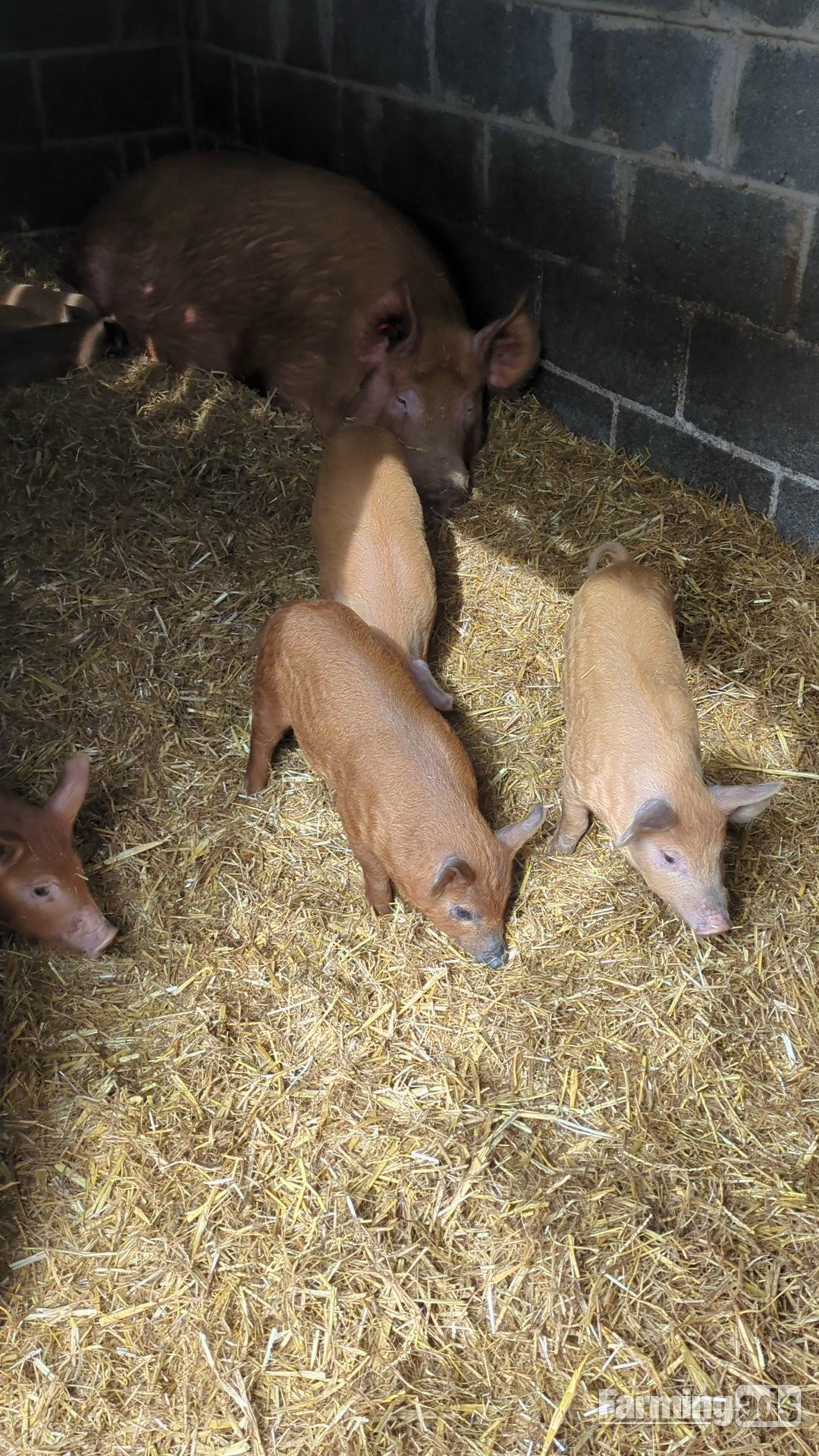 Oxford Sandy & Black x Mangalitsa & Tamworth x Mangalitsa Weaners - {CATEGORY}