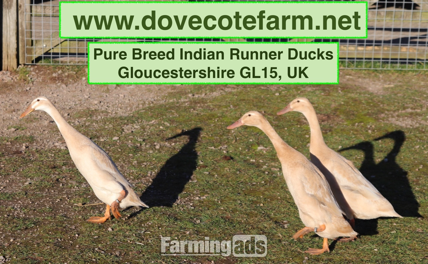 PURE BREED APRICOT INDIAN RUNNER DUCKLINGS, DUCKS AND DRAKES 