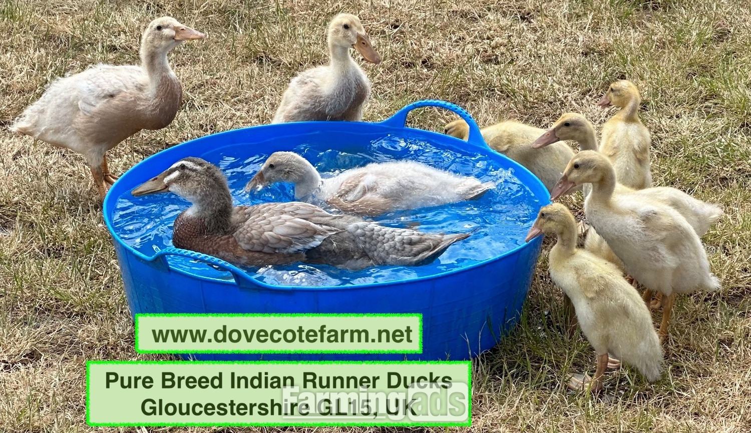  PURE BREED APRICOT INDIAN RUNNER DUCKLINGS, DUCKS AND DRAKES 