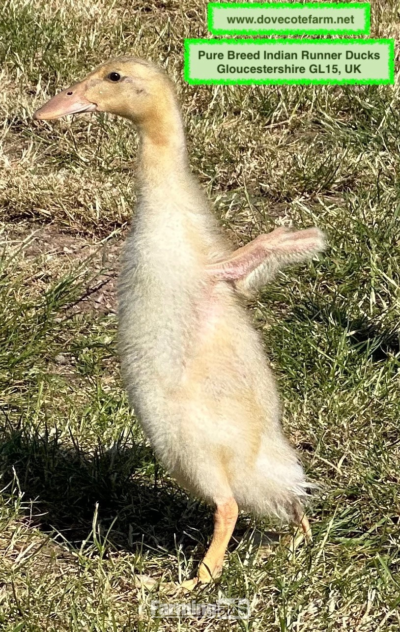 PURE BREED APRICOT INDIAN RUNNER DUCKLINGS, DUCKS AND DRAKES  - {CATEGORY}