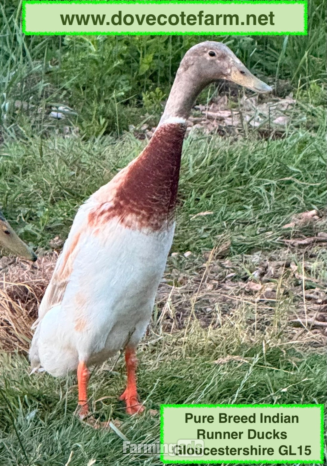 PURE BREED APRICOT INDIAN RUNNER DUCKLINGS, DUCKS AND DRAKES  - {CATEGORY}