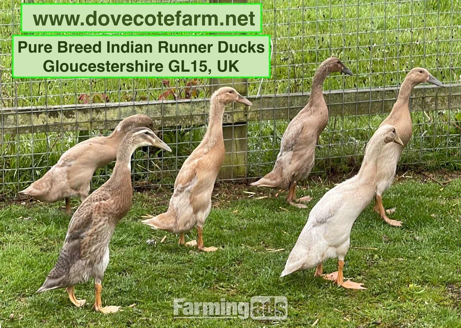 PURE BREED APRICOT INDIAN RUNNER DUCKLINGS, DUCKS AND DRAKES  