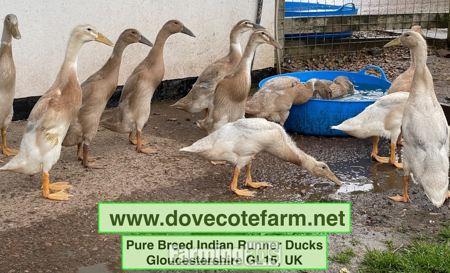 {CATEGORY} - PURE BREED APRICOT INDIAN RUNNER DUCKLINGS, DUCKS AND DRAKES 