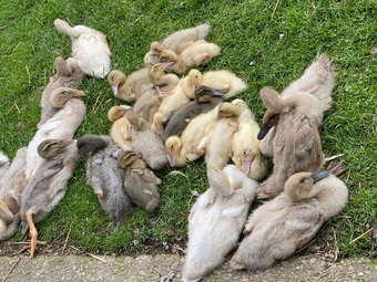 PURE BREED APRICOT INDIAN RUNNER DUCKLINGS, DUCKS AND DRAKES 