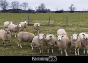 Finishing Lambs Cross Tex & Charolais (20)