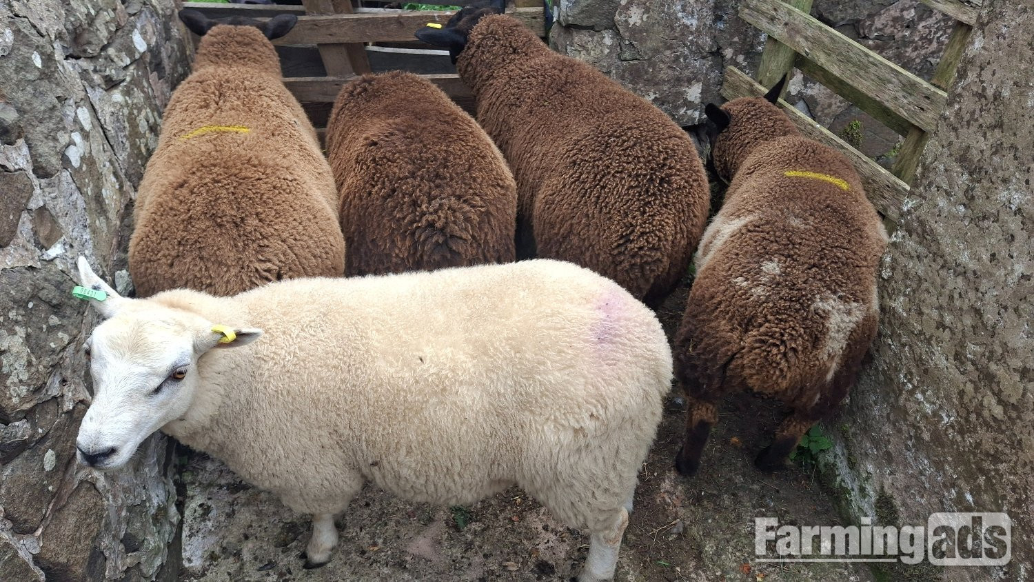 Finishing Lambs Shetland/Cross BlueTex (16)